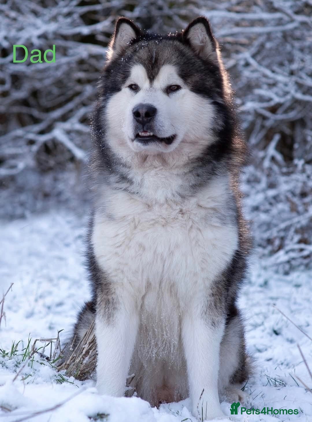 Alaskan Malamute dogs Pedigree Alaskan Malamute puppies  - Advert 2