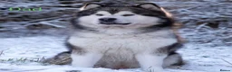 Alaskan Malamute dogs for sale: Pedigree Alaskan Malamute puppies  - Advert 4