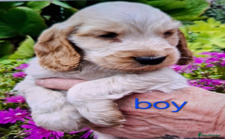 Cocker Spaniel dogs - Advert 15