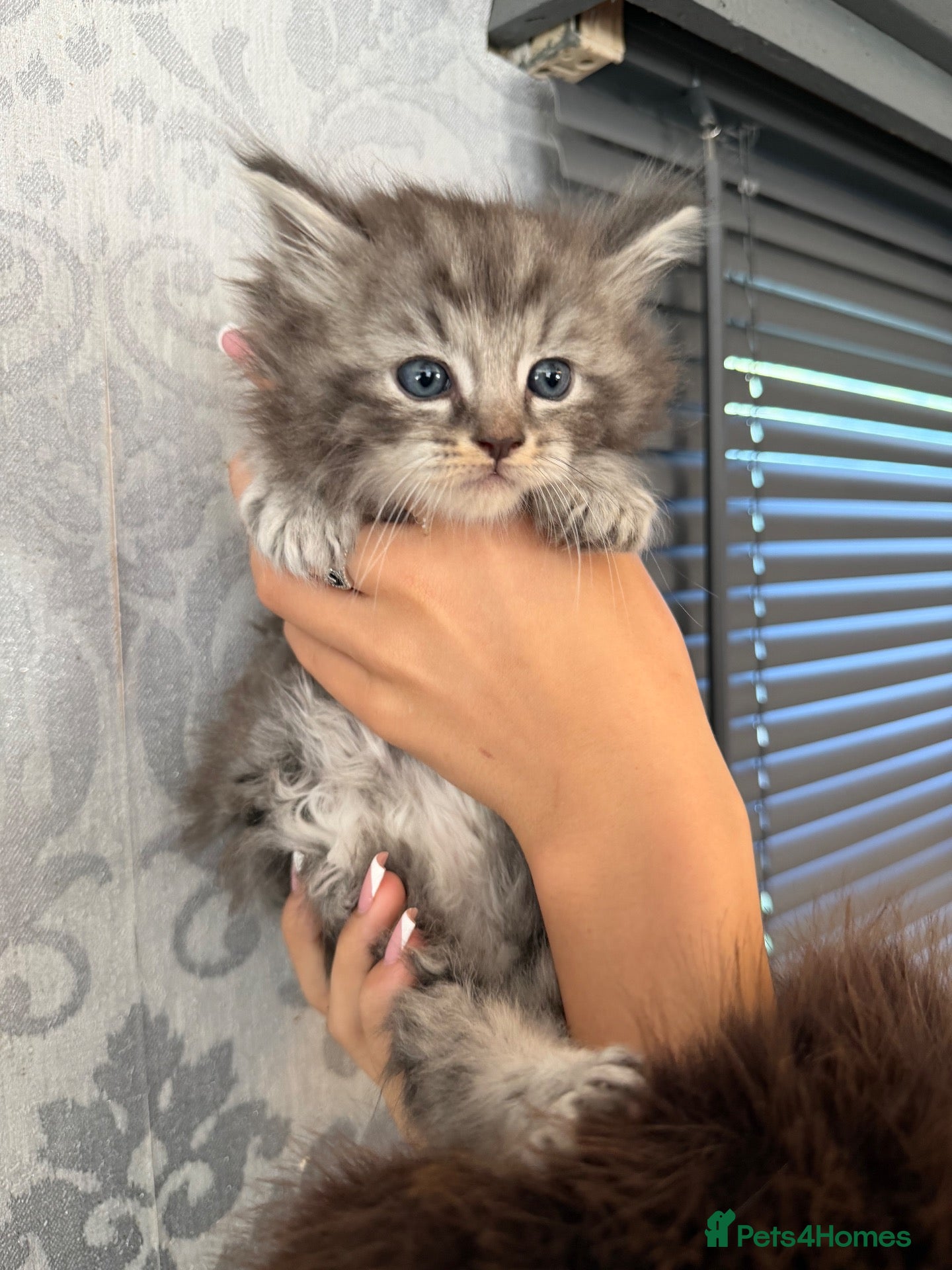 Maine Coon cats Maine coon x ragdoll kittens  - Advert 16