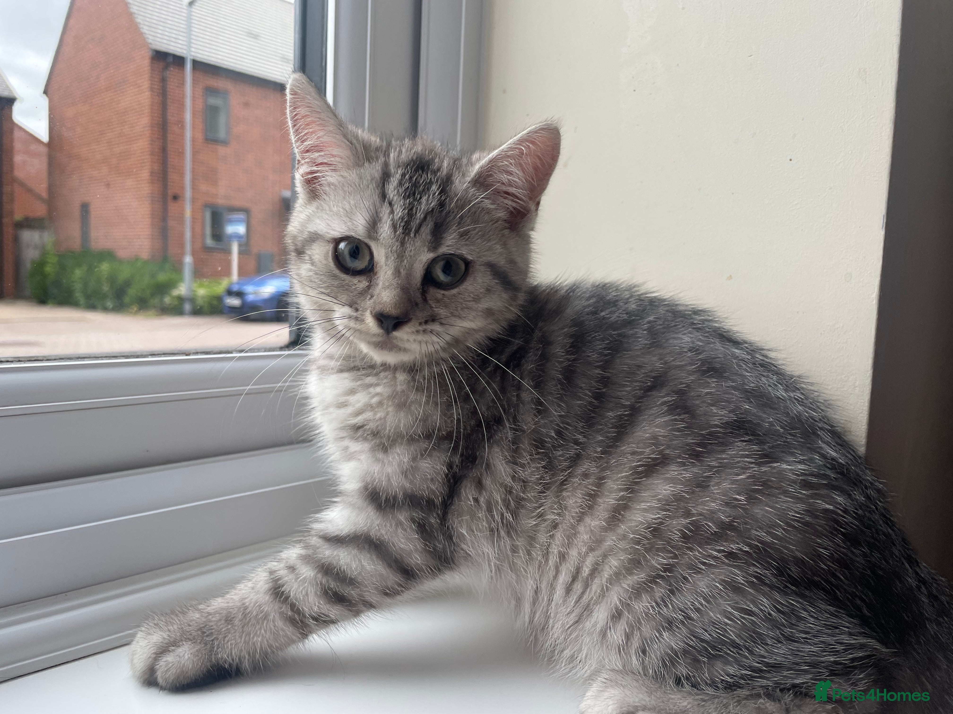 British Shorthair cats British Blue Shorthair Silver Tabby kittens - Advert 2