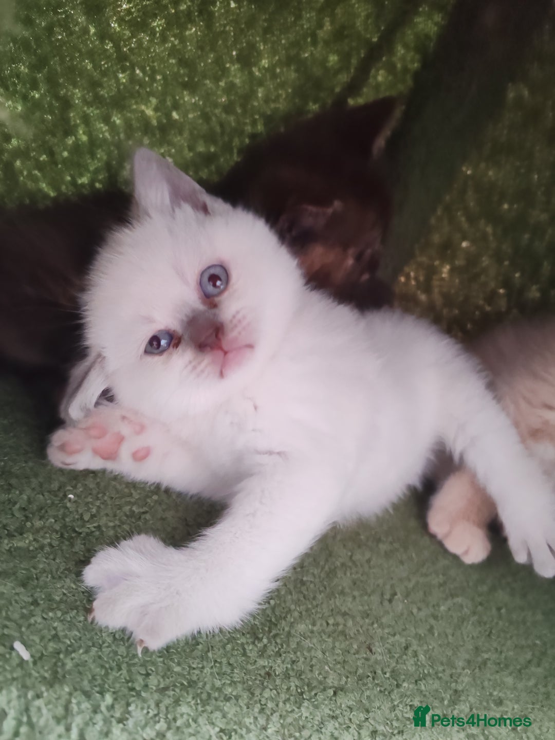 British Shorthair cats for sale: British shorthair kittens  - Image 9