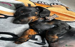 Miniature Dachshund dogs for sale: 8 month old male miniature dachshund.   - Image 3