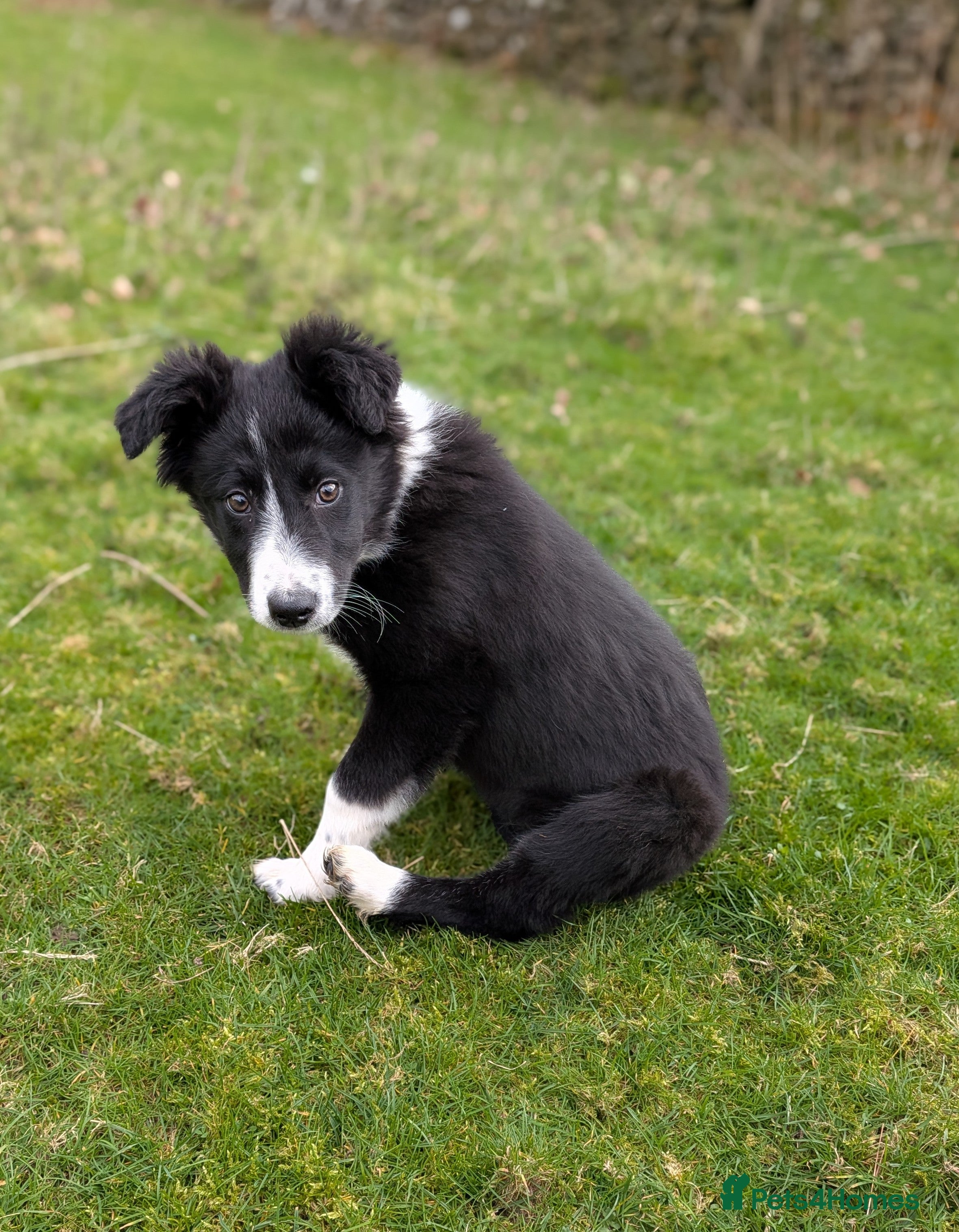 Border Collie dogs Border Collie Pup - black & white - female  - Advert 3