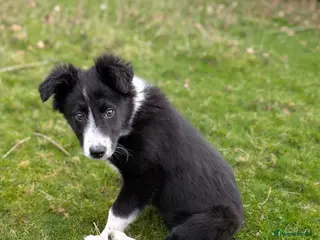 Border Collie dogs Border Collie Pup - black & white - female - Advert 3