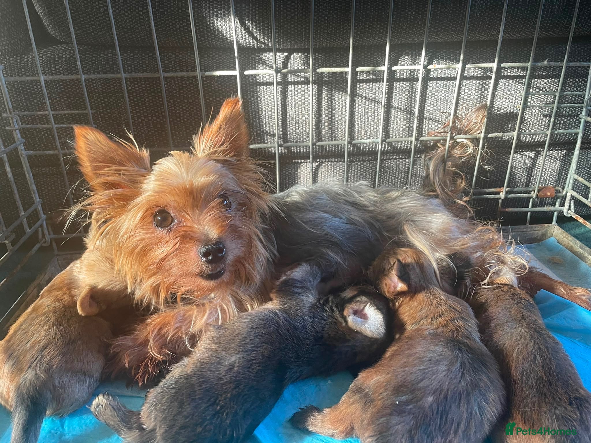 Shorkie dogs Shorkie puppies for sale - Advert 15