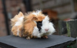 Guinea Pig rodents for sale: 9 Month Old Male Guinea Pigs Looking For Homes in Wigan - Image 2