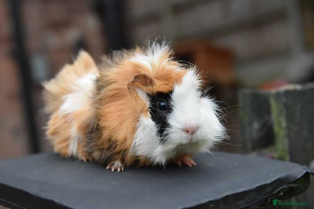 Guinea Pig rodents for sale: 9 Month Old Male Guinea Pigs Looking For Homes in Wigan - Image 2