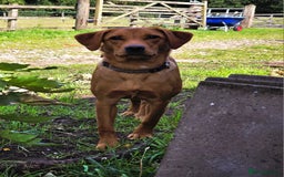 Labrador Retriever dogs for sale: Beautiful labrador Girl - Image 7