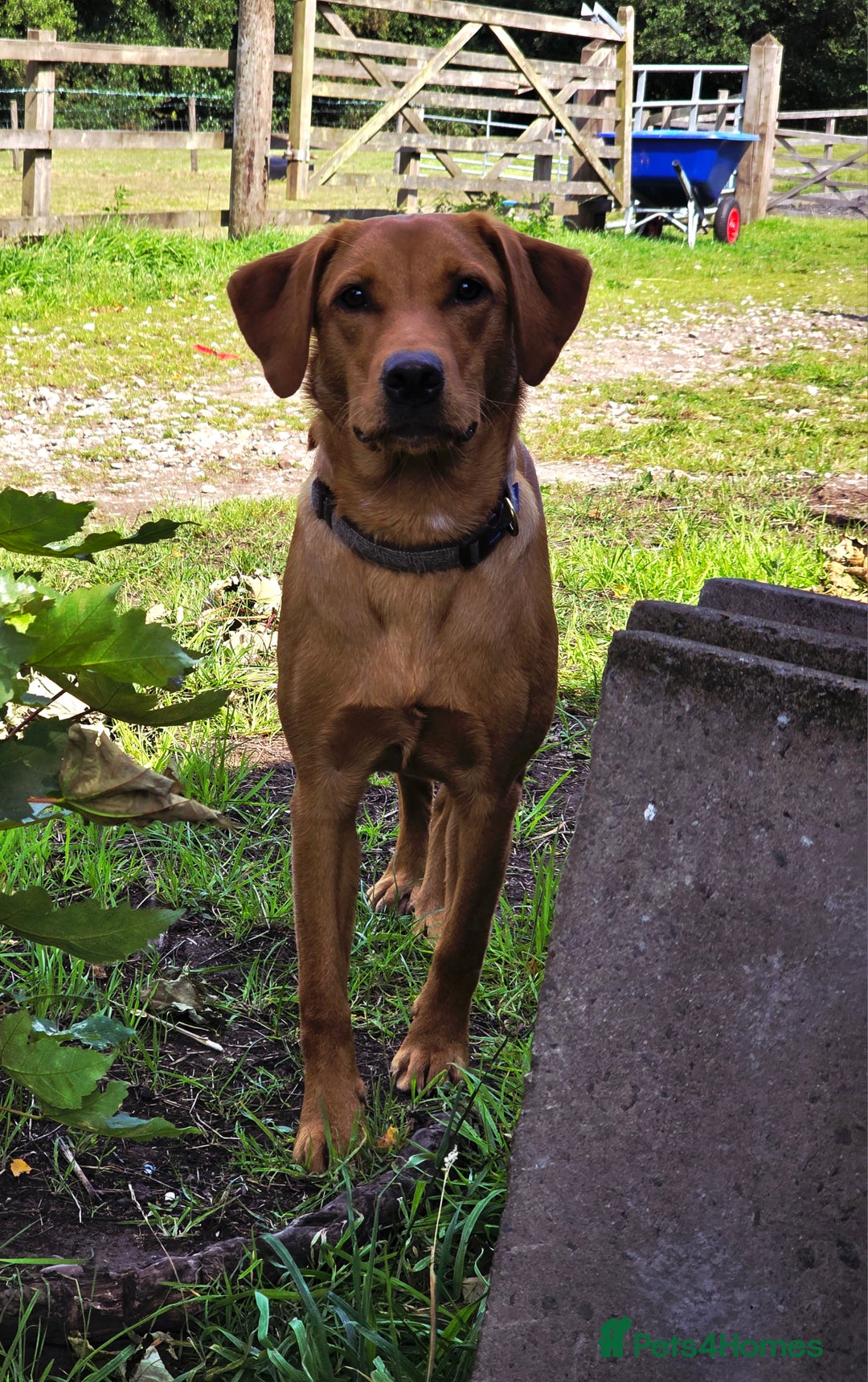 Labrador Retriever dogs for sale: Beautiful labrador Girl - Image 7