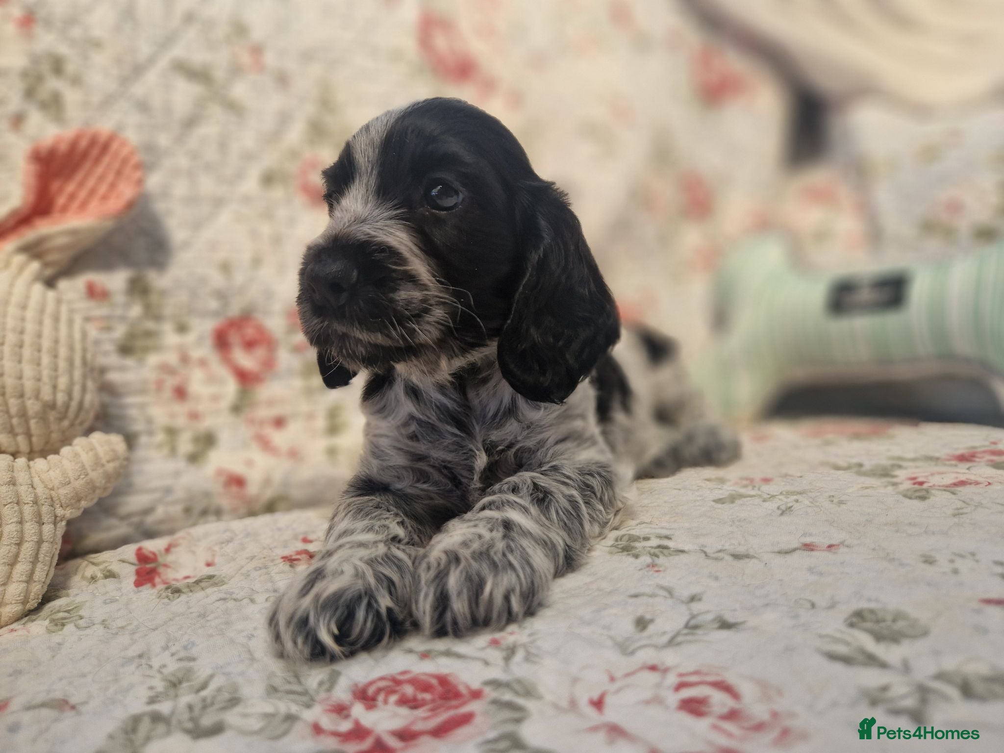 Cocker Spaniel dogs Roan Cocker Spaniel Puppies for Sale - Advert 2
