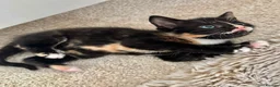 Mixed Breed cats for sale: 5 beautiful kittens for sale 🖤🧡  - Advert 17