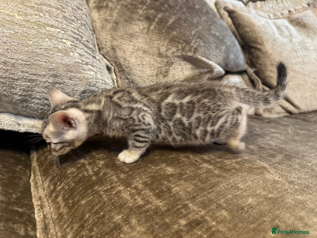 Bengal cats for sale: Exceptional TICA Registered Bengals- Champion Line - Advert 21
