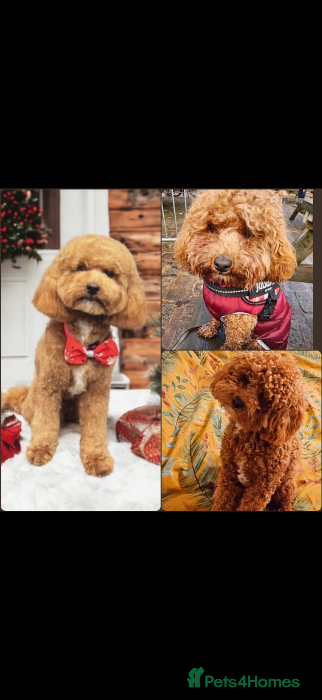 Miniature Poodle dogs for stud: Chocolate brown Miniature Poodle Stud - Advert 16