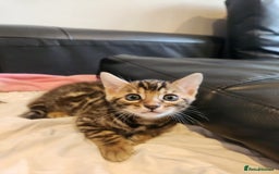 Bengal cats for sale: ✨Pure Bengal Kittens – Champion Bloodline ✨ - Image 2