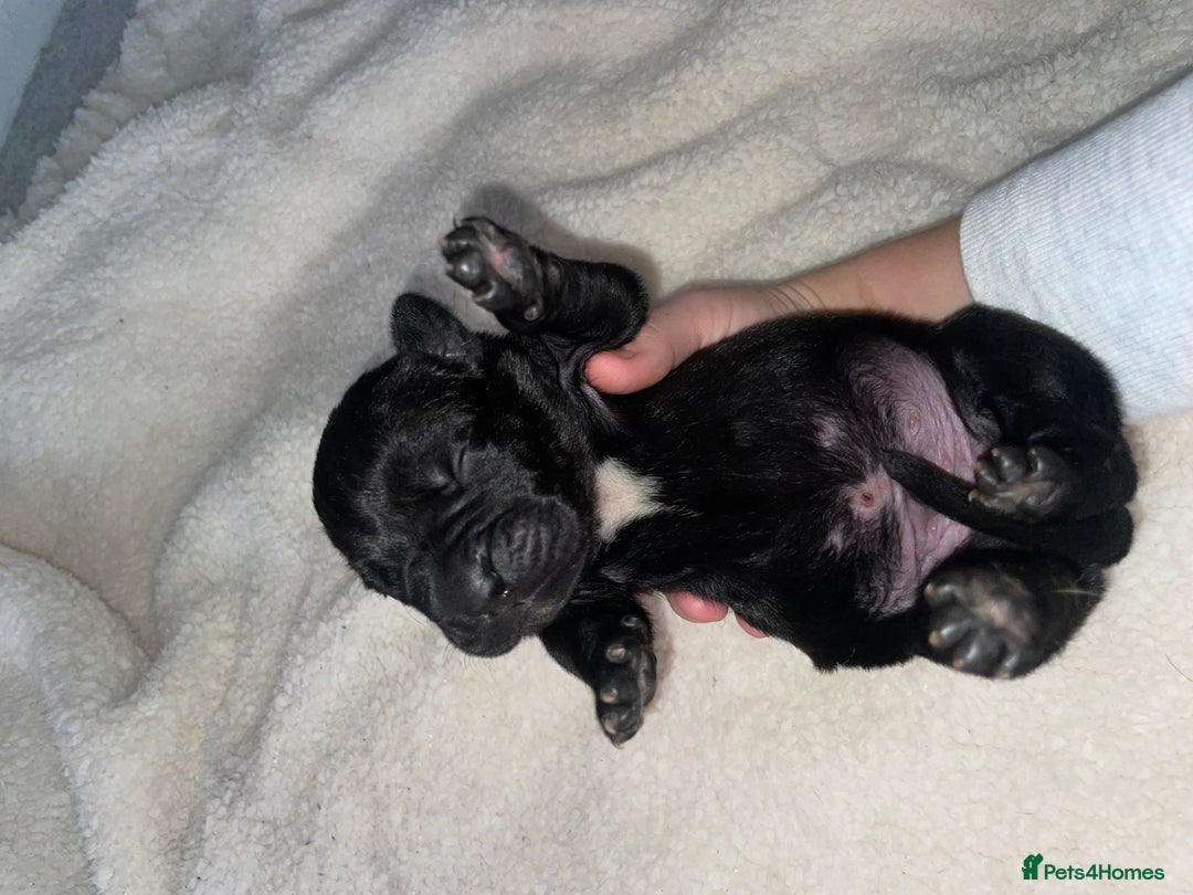 Cane Corso dogs for sale: Harlequin cane corso x pedigree cane corso puppies - Advert 25