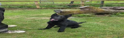 German Shepherd dogs for sale: Elite DDR / Czech Working Line GSD Pups in Ashton-under-Lyne - Advert 23