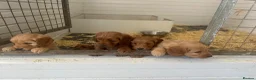 Cockapoo dogs for sale: F1b outstanding cockapoo fully  health tested in Ely - Advert 11