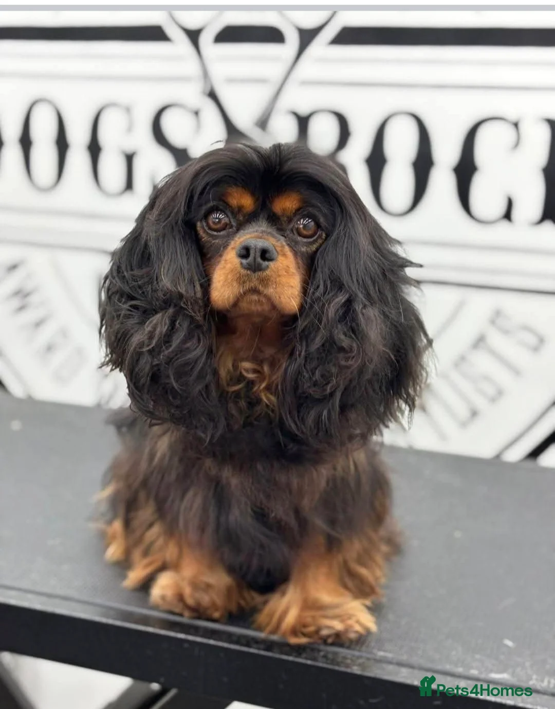 Cavalier King Charles Spaniel dogs for sale: Top quality Kc Reg CKC pups from champion lines - Advert 1