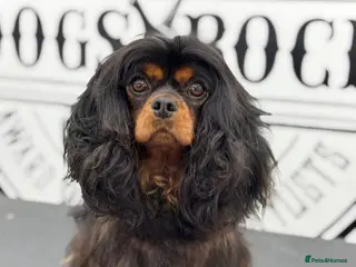 Cavalier King Charles Spaniel dogs Top quality Kc Reg CKC pups from champion lines - Advert 5