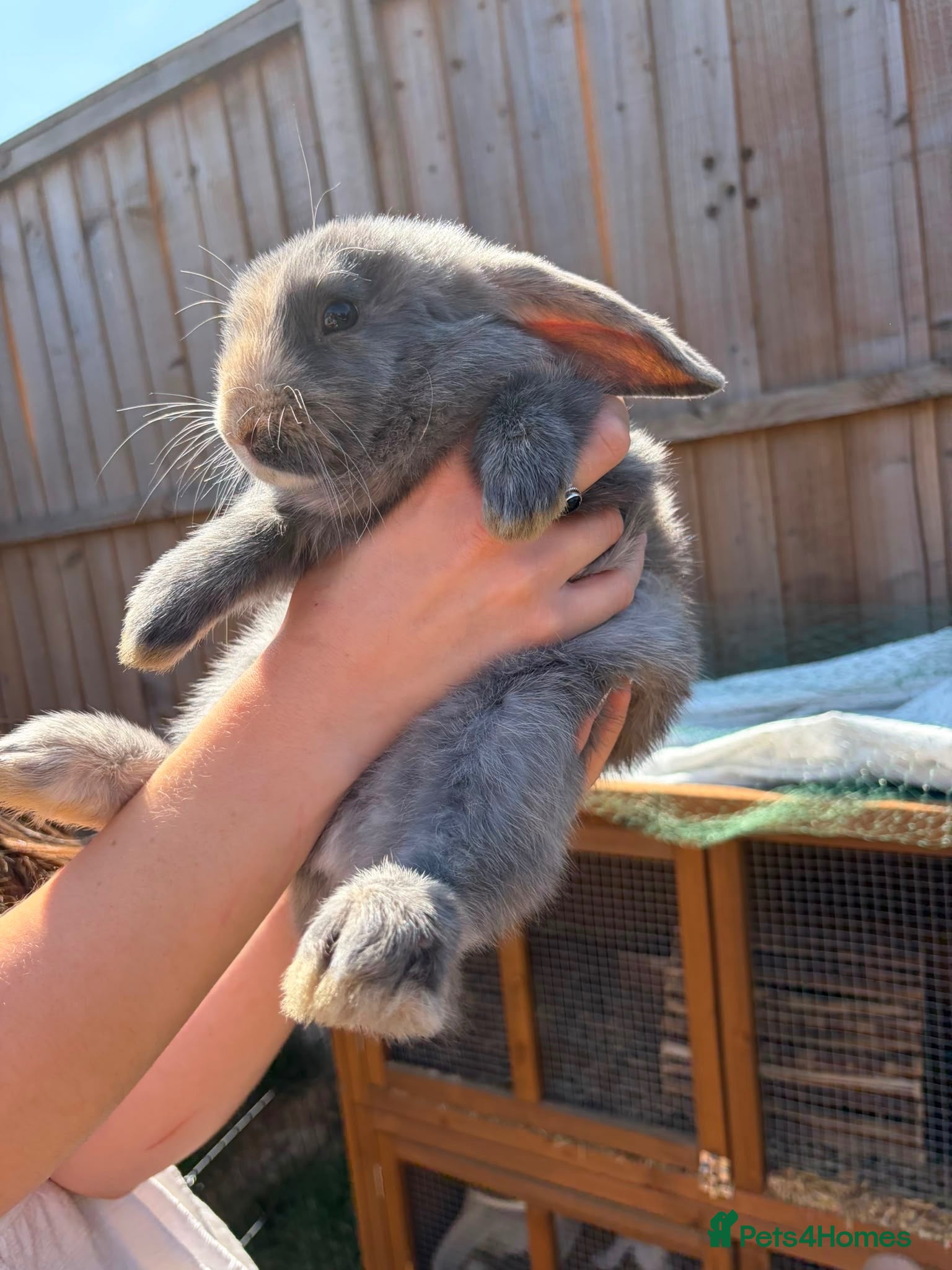 Mini Lop rabbits Harlequin Mini Lops  - Advert 8