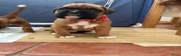 Boxer dogs for sale: Boxer Puppies  - Advert 8