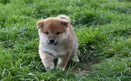 Japanese Shiba Inu dogs for sale: Health tested Japanese Shiba Inu Puppies - Image 23