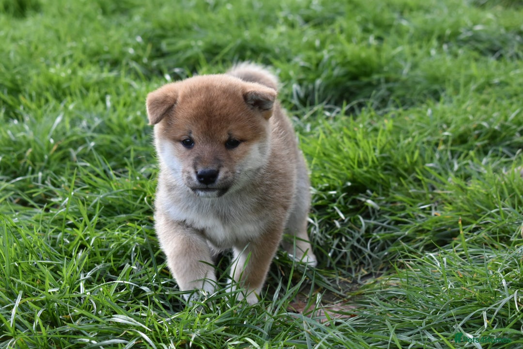 Japanese Shiba Inu dogs for sale: Health tested Japanese Shiba Inu Puppies - Image 23