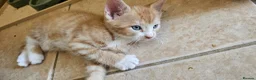Mixed Breed cats for sale: Lovely  - Advert 3