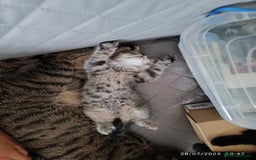 Mixed Breed cats for sale: Tabby kitten - Image 1