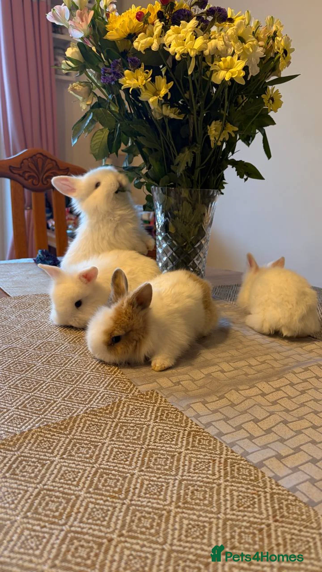 Mixed Breed rabbits for sale: White rabbits  in Coalville - Advert 3