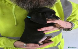 Mixed Breed dogs for sale: 5 beautiful Chiweenie puppies for Sale  - Image 23