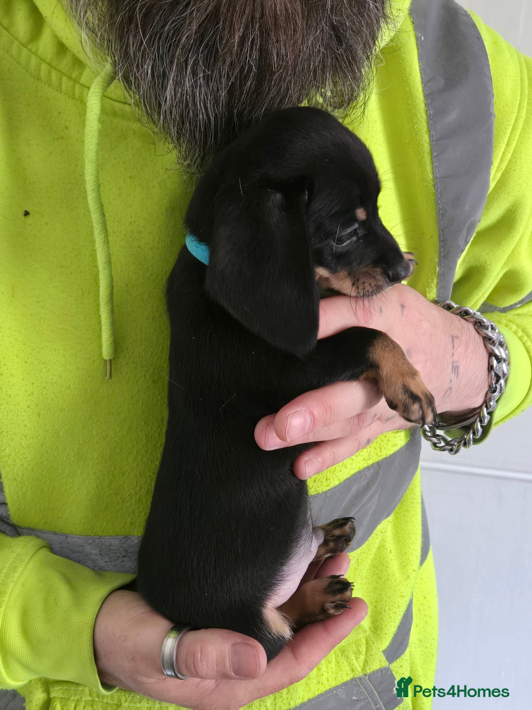 Mixed Breed dogs for sale: 5 beautiful Chiweenie puppies for Sale  - Image 23