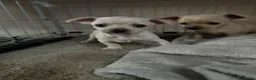Chihuahua dogs for sale: Stunning cutie chihuahua  - Advert 7
