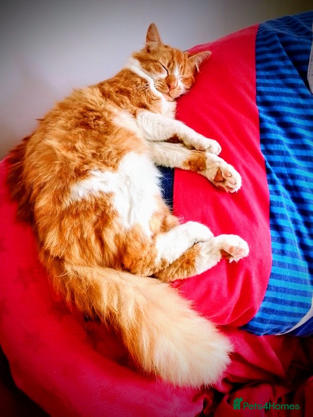 Maine Coon cats for sale: Exceptional Maine Coon x BSH Kittens Available Now - Image 3