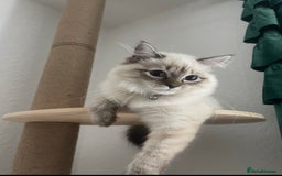 Siberian cats for sale: 4 Beautiful Siberian Cross Kitties 💗 - Advert 1