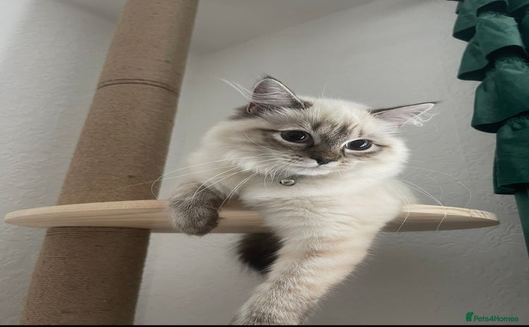 Siberian cats 4 Beautiful Siberian Cross Kitties 💗 - Advert 1