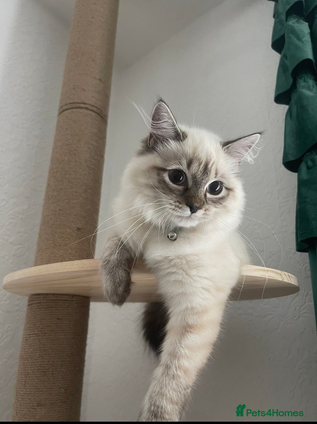 Siberian cats for sale: 4 Beautiful Siberian Cross Kitties 💗 - Advert 1