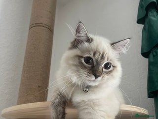 Siberian cats 4 Beautiful Siberian Cross Kitties 💗 - Advert 1