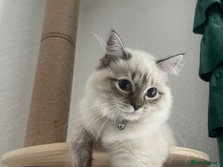 Siberian cats 4 Beautiful Siberian Cross Kitties🩷 - Advert 4