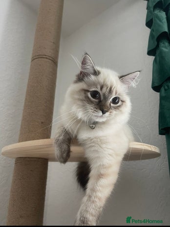 Siberian cats 4 Beautiful Siberian Cross Kitties 💗 - Advert 1