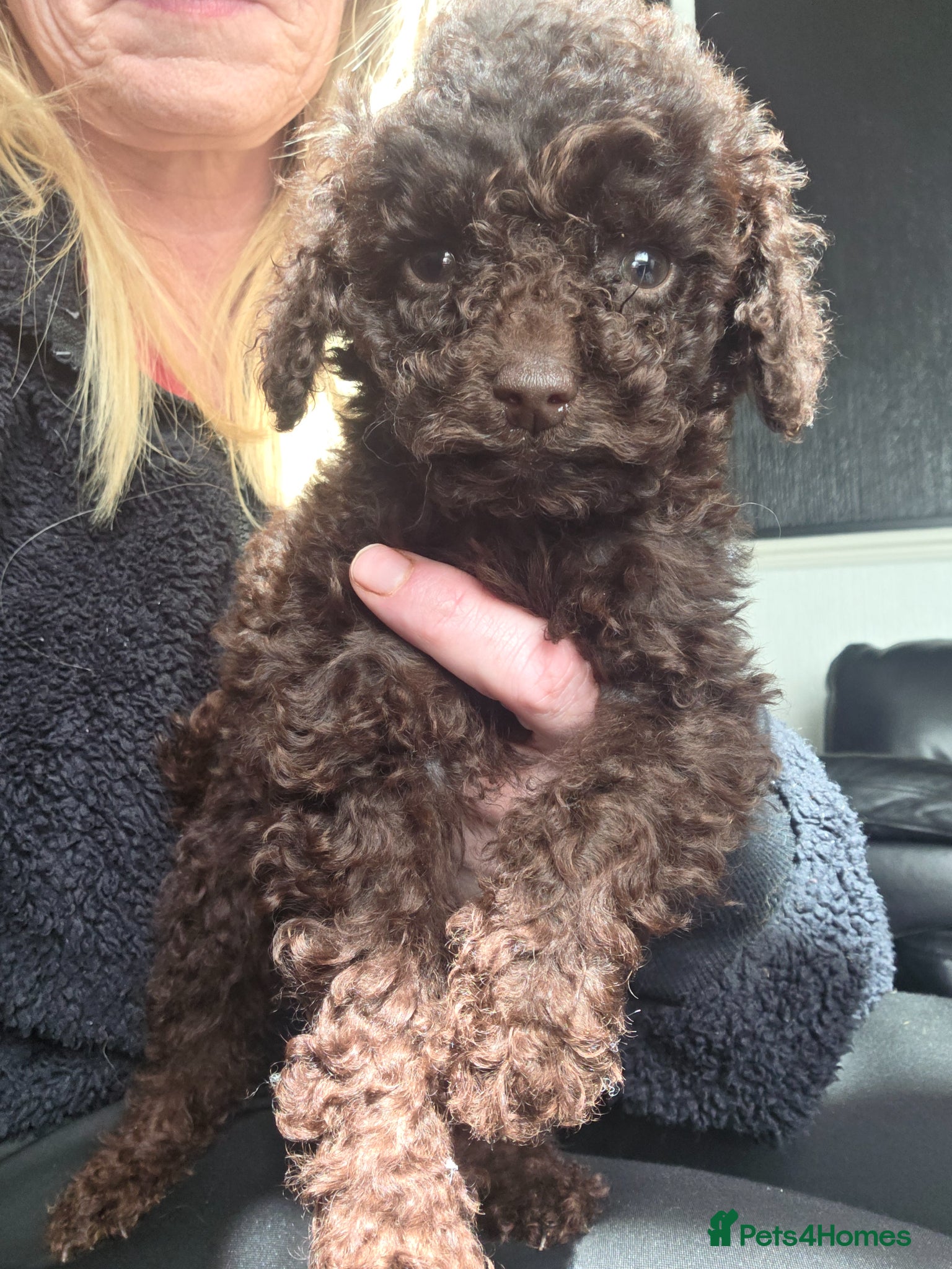 Cockapoo dogs One Chocolate Cockapoo tiny girl - Advert 13