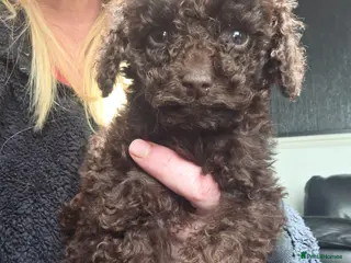 Cockapoo dogs One Chocolate Cockapoo tiny girl - Advert 13