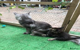Maine Coon cats for sale: Maincoon kittens ready now  - Image 22