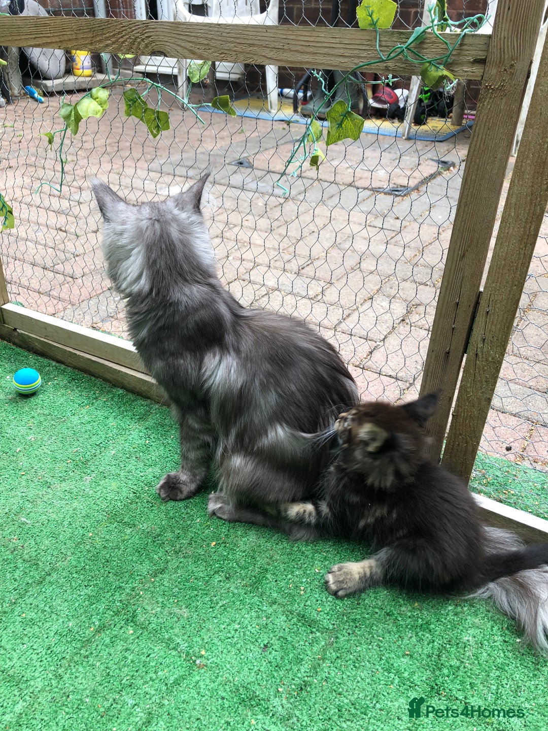 Maine Coon cats for sale: Maincoon kittens ready now  - Image 22