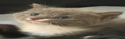 Mixed Breed cats for sale: 3 Beautiful kittens left (read description) 🌟 🐱  - Advert 2