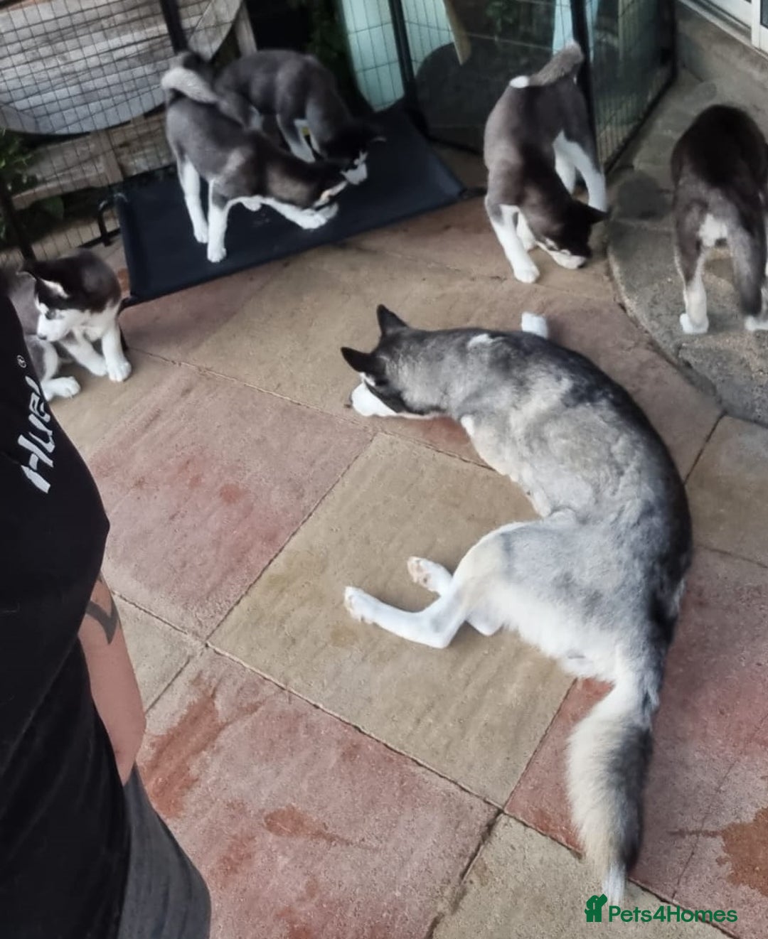 Siberian Husky dogs for sale: 2 Beautiful Husky Girls from loving family - Image 3