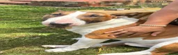 English Bull Terrier dogs for sale: 3 x KC English Bull Terriers Left  - Advert 11