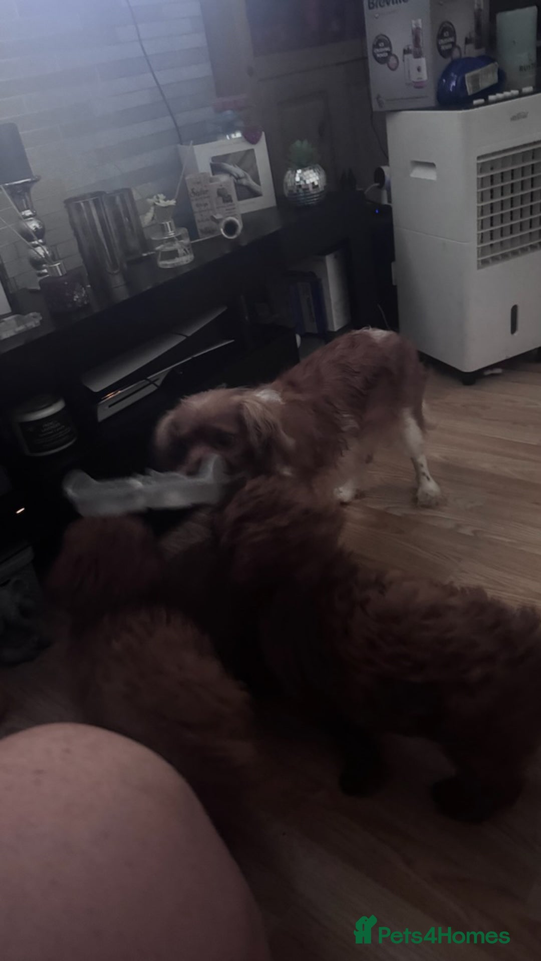 Cavapoo dogs for sale: 2 Cavapoo baby boys - Image 5