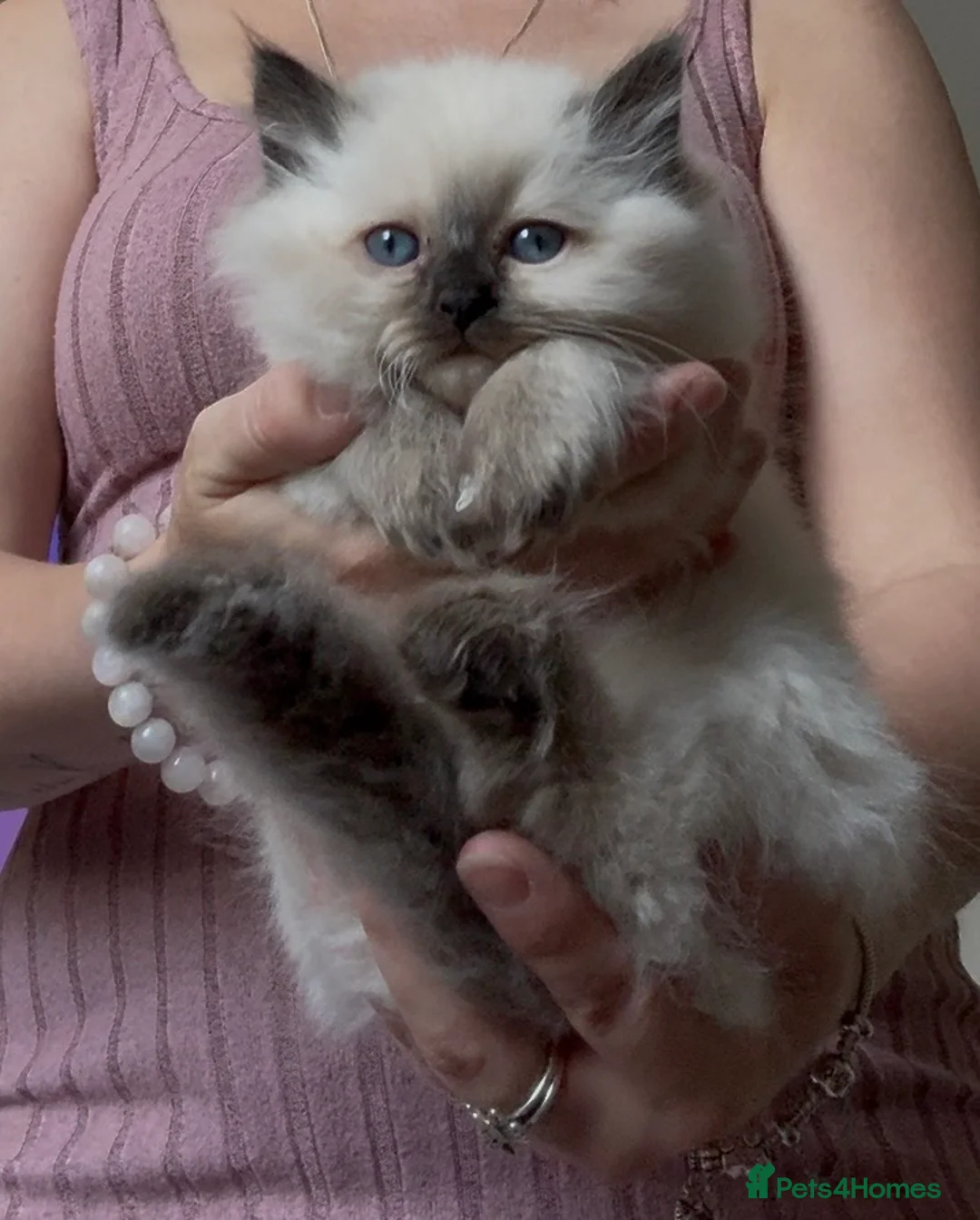Ragdoll cats for sale: Chunky and Very Fluffy Ragdoll Kittens - Advert 2